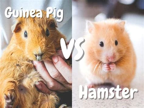 are guinea pigs similar to hamsters